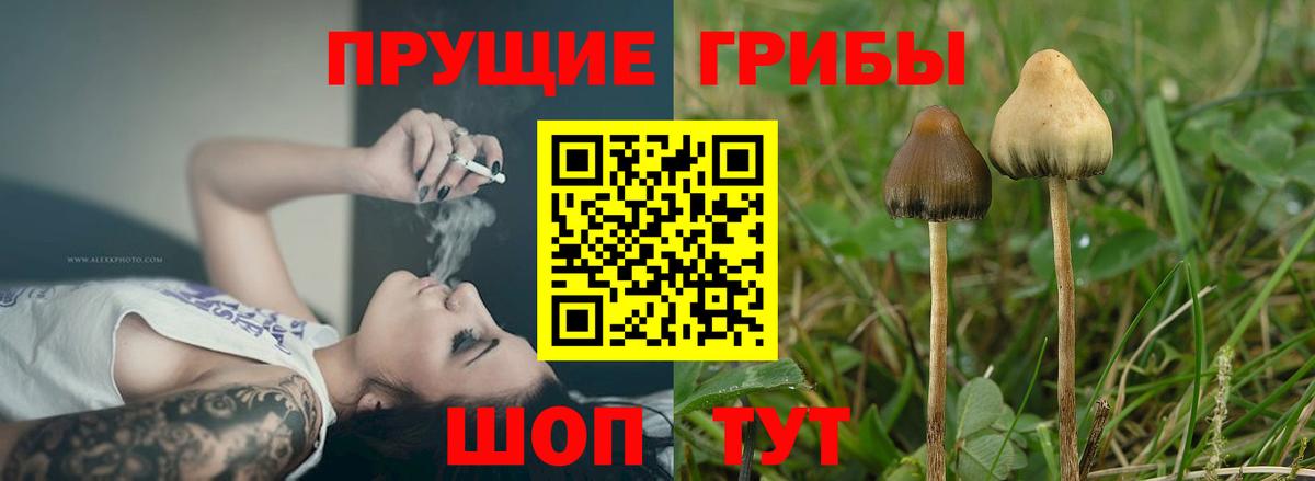 Галлюциногенные грибы мицелий Похвистнево